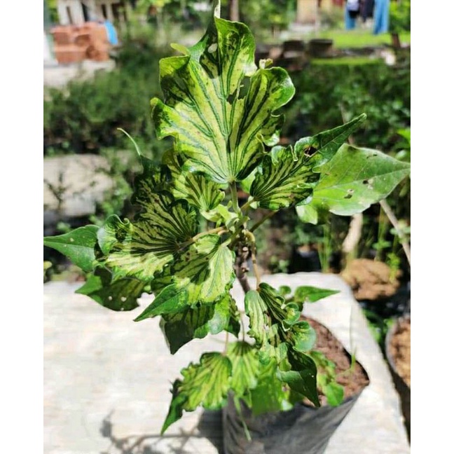 Bahan Bonsai Waru Wayang