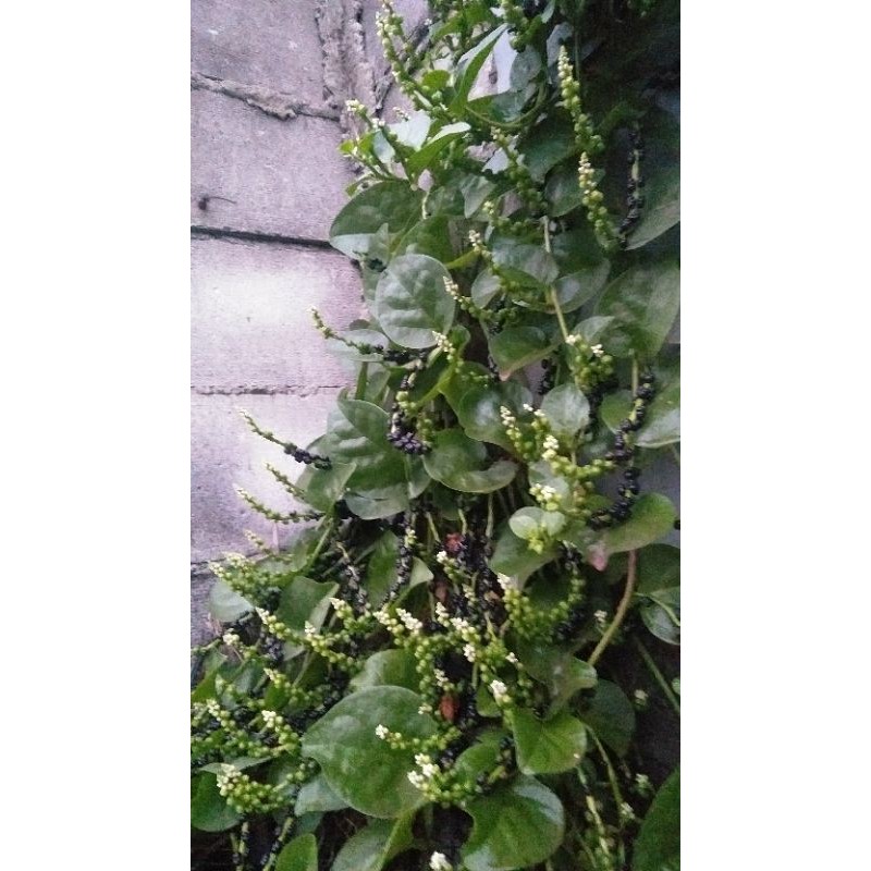 

Daun Binahong Hijau 20 lembar