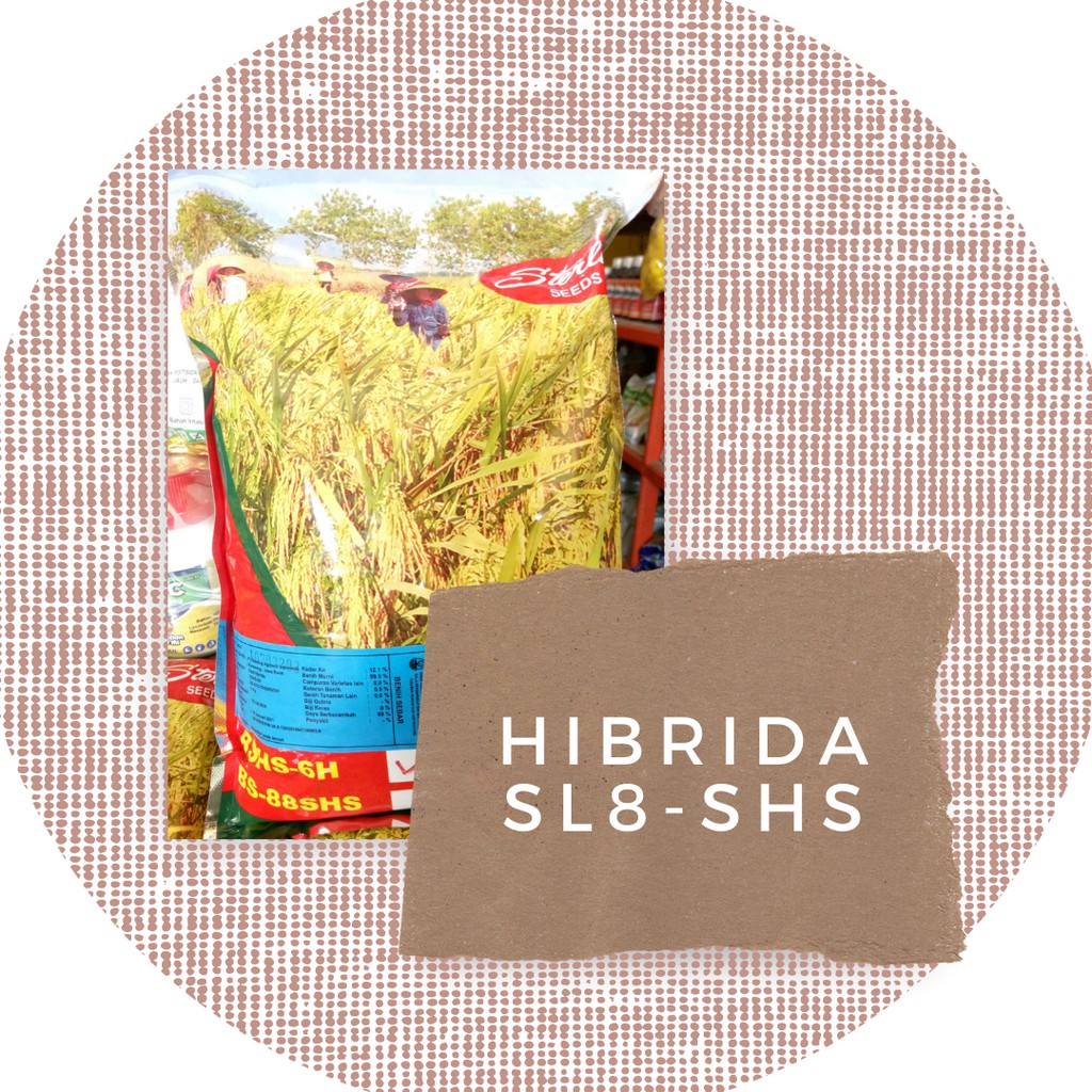 Benih Padi Hibrida SL8SHS SL-8SHS