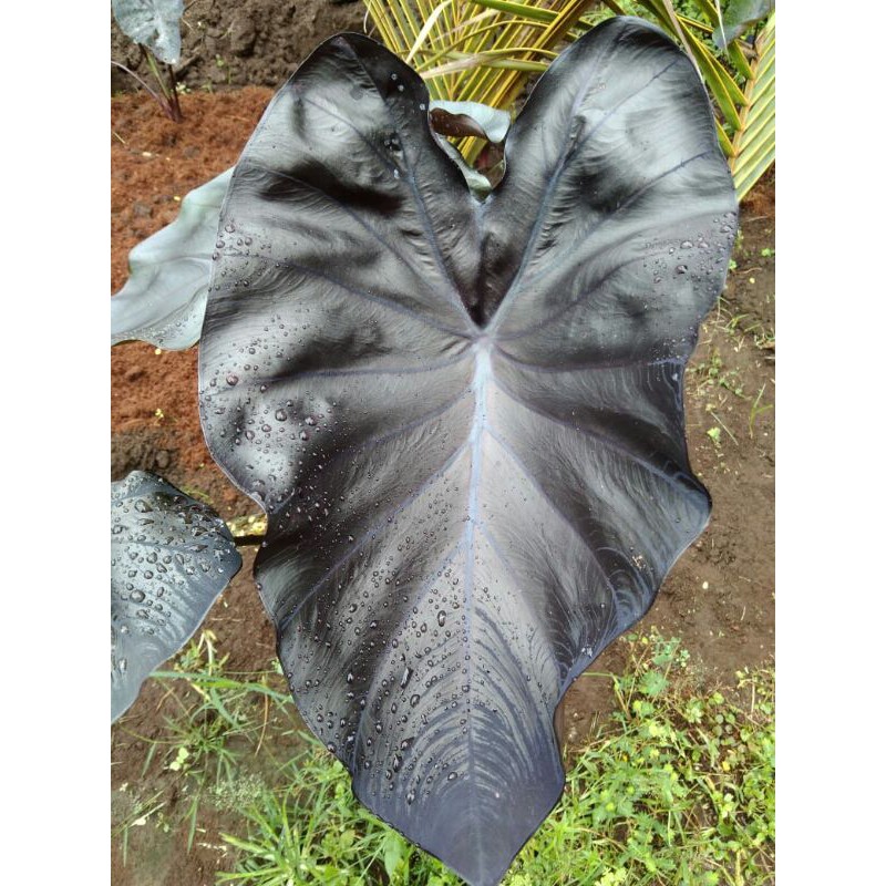 Colocasia Black Coral