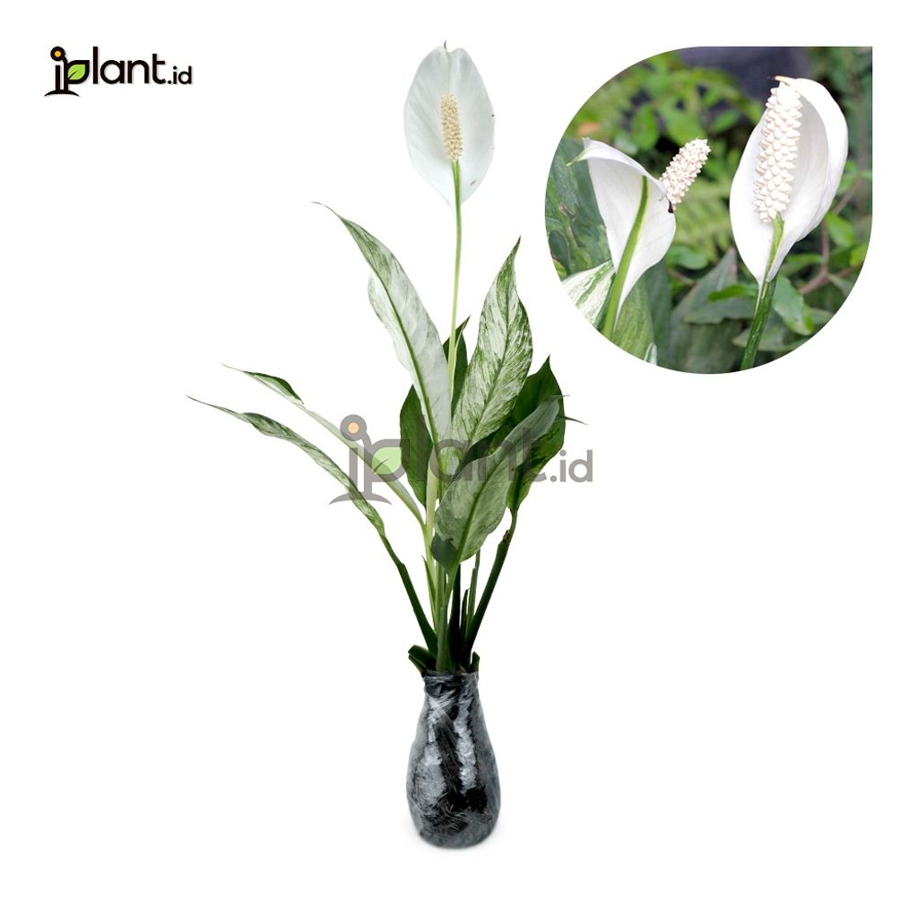 Peace Lily Variegata