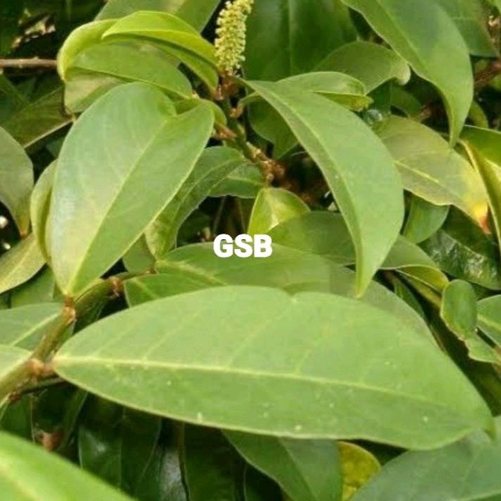 

Daun buni segar 1 kg / daun buah buni buah huni