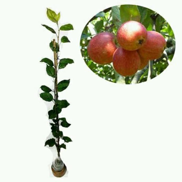 Tanaman Buah Bibit Apel Jenis Rome Beauty-Apel Malang