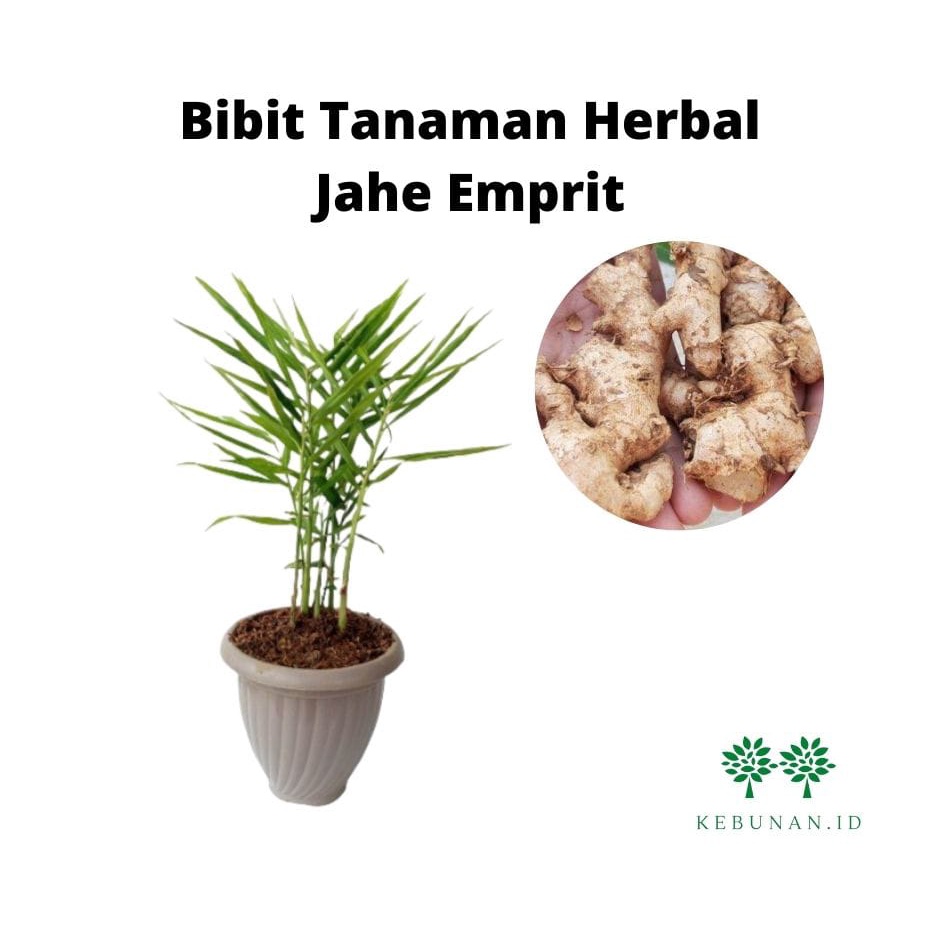 Bibit Jahe Emprit/ Tanaman Herbal Jahe Emprit