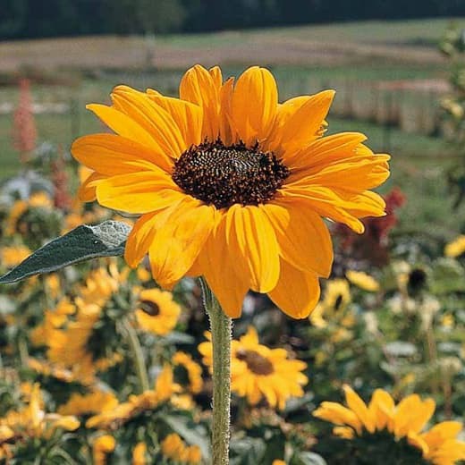 Benih Bibit Biji - Sunflower Golden Dwarf Soraya Bunga Matahari Emas Kerdil Seeds - IMPORT