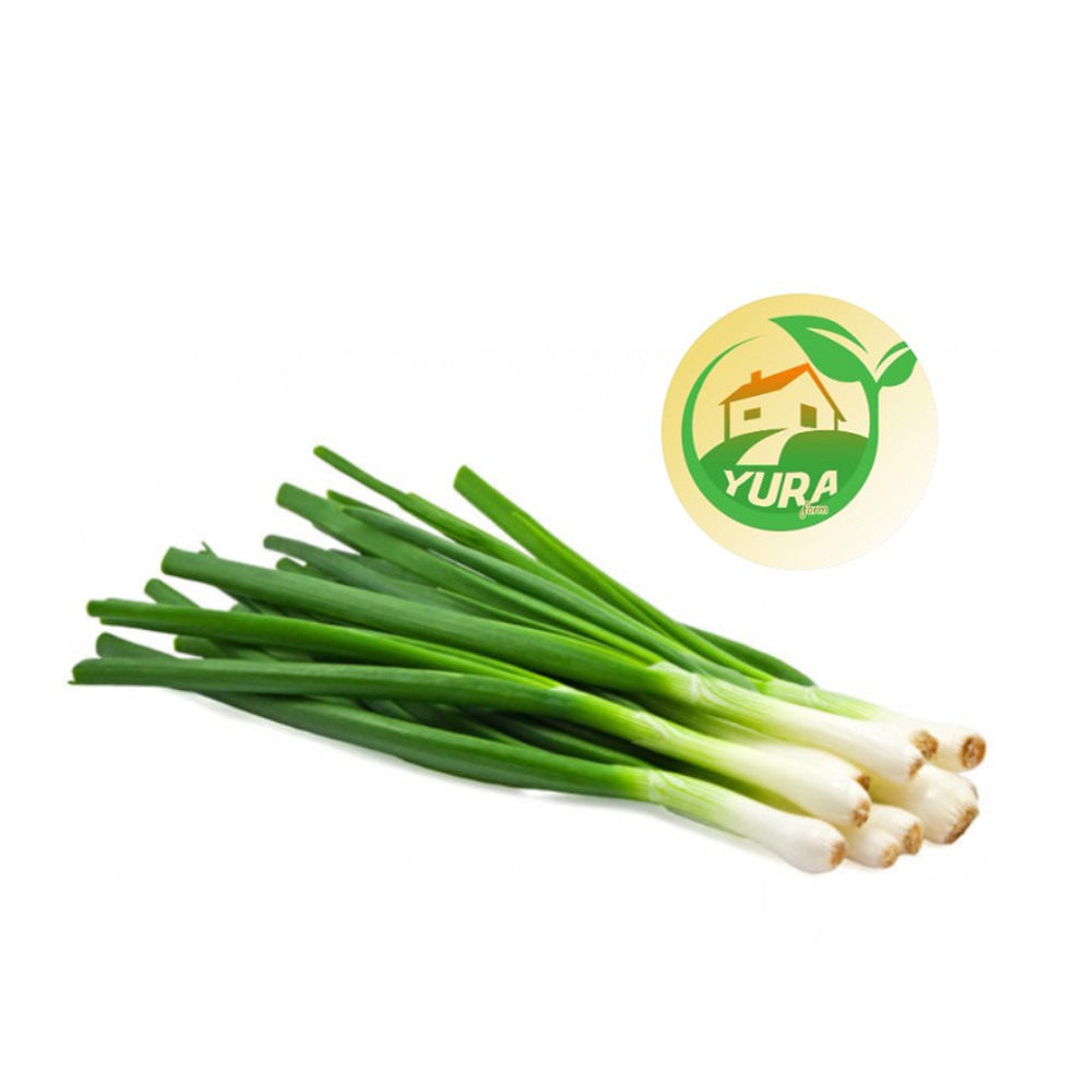 

DAUN BAWANG - LEEK Organik 100% Sayur Segar Organic