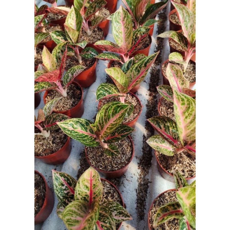 aglonema Widuri tulang merah anakan daun 1