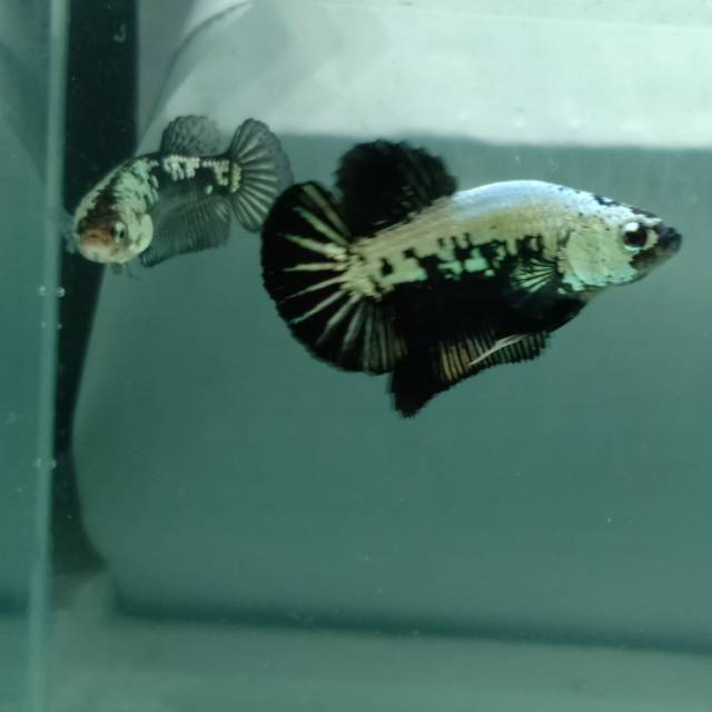 45 Gambar Ikan Cupang Black Samurai Gratis Terbaik