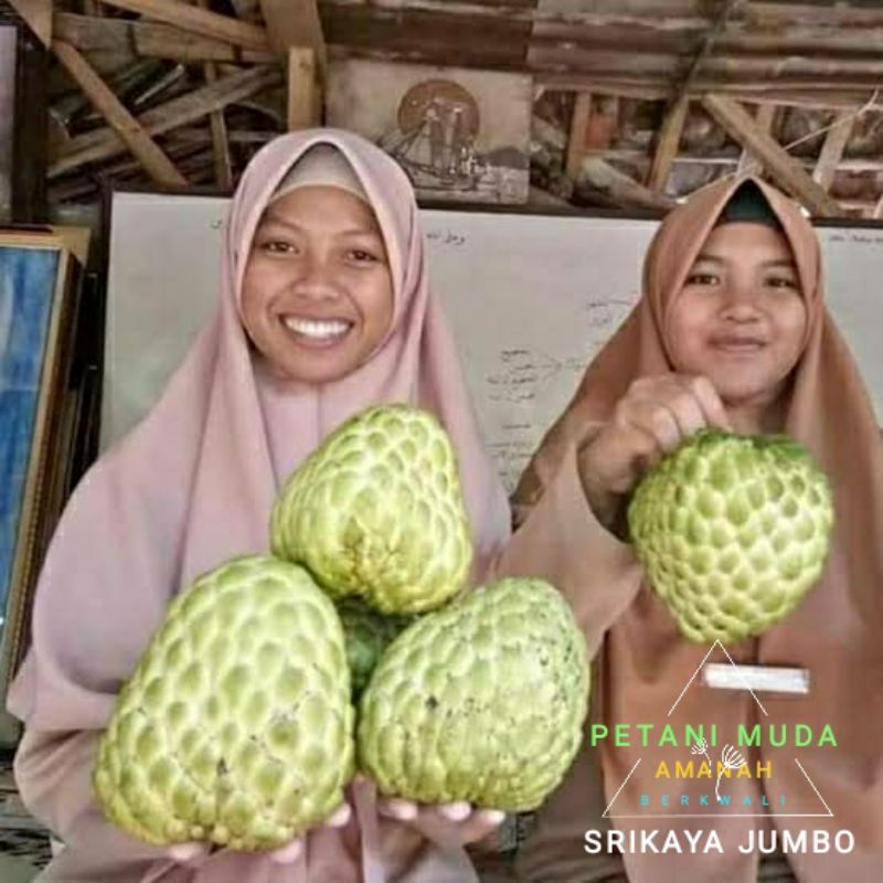 bibit srikaya jumbo