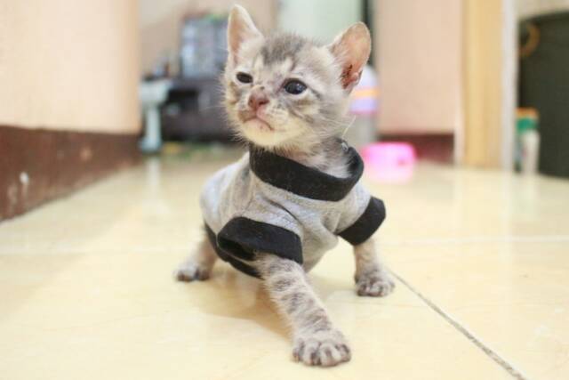 Kaos biasa (oblong) untuk kucing dan anjing /Jual Baju Kucing Terlengkap &amp; Berkualitas size S M L XL