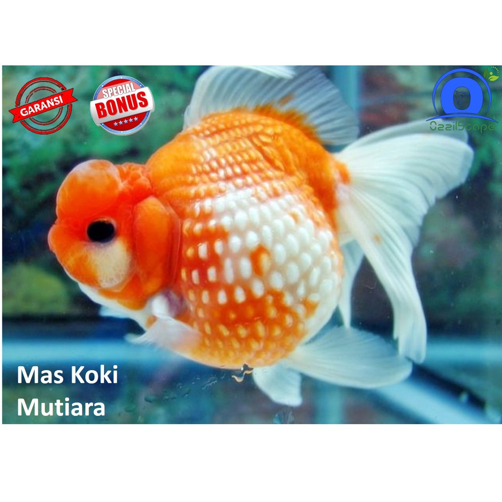 IKAN HIAS MAS KOKI MUTIARA || AQUASCAPE