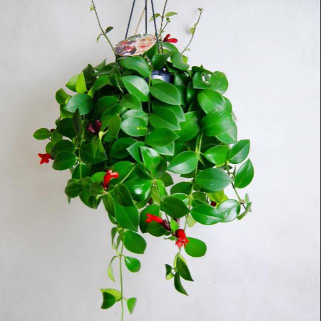 Tanaman pot gantung lipstik / tanaman gantung lipstik / tanaman hias lipatik / tanaman gantung
