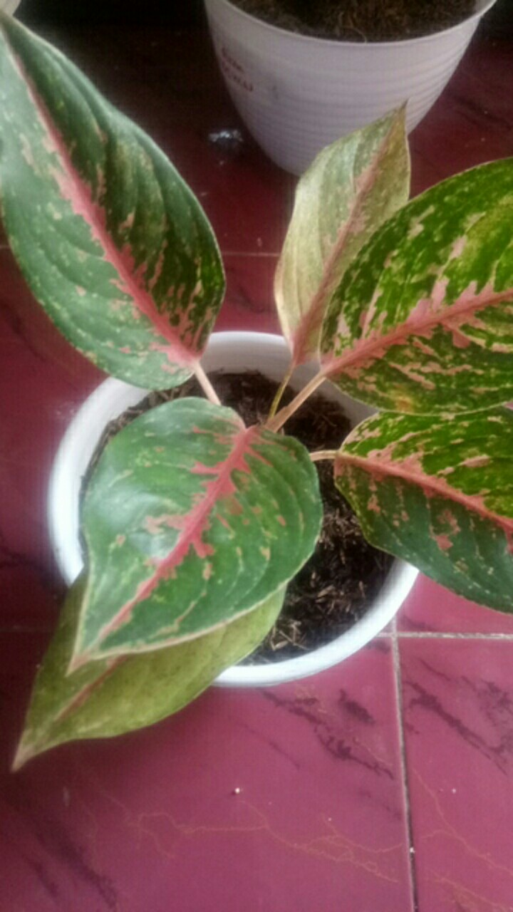 Aglonema Widuri / Aglaonema Red Peacock Remaja