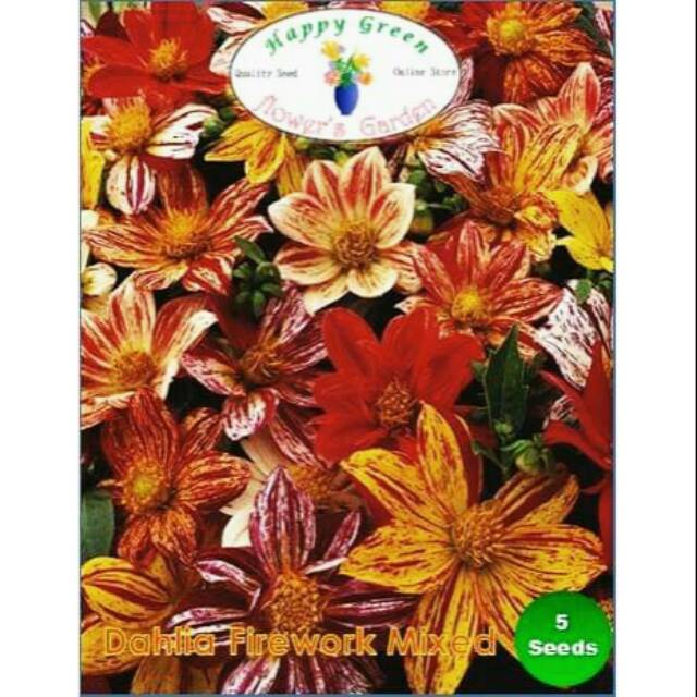 Benih Biji bunga Dahlia Firework