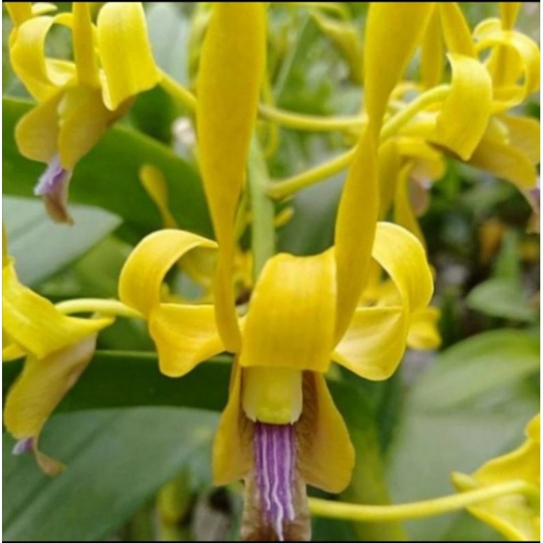 pohon anggrek dendrobium kriting dewasa bunga kuning