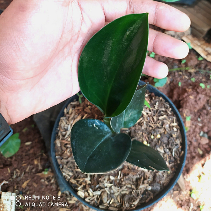 SCINDAPSUS TREUBI DARK FORM | TANAMAN SCINDAPSUS