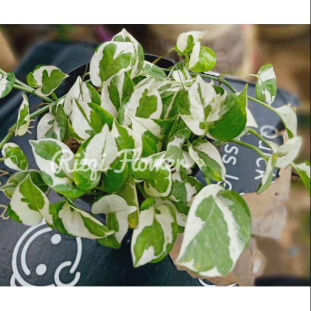 Tanaman Gantung srigading sirih gading varigata njoy