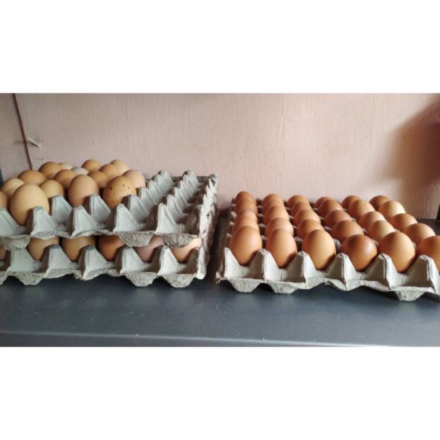 

TELOR AYAM NEGERI MURAH dan BERSIH (per Kg)