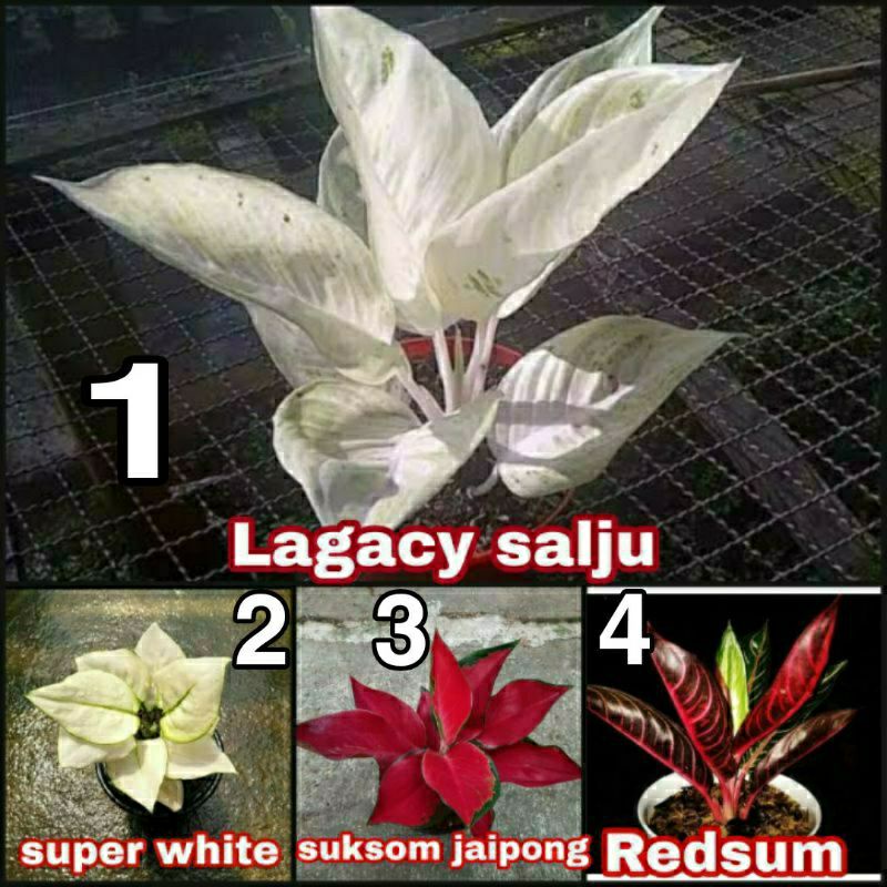 PAKET 4 BONGGOL AGLONEMA LAGACY SALJU AGLONEMA SUKSOM AGLONEMA SUPERWHITE AGLONEMA RED SUMATRA