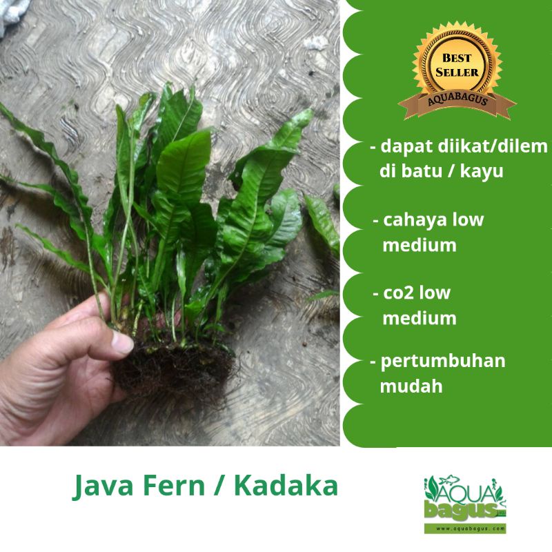 Java fern / kadaka - tanaman aquascape