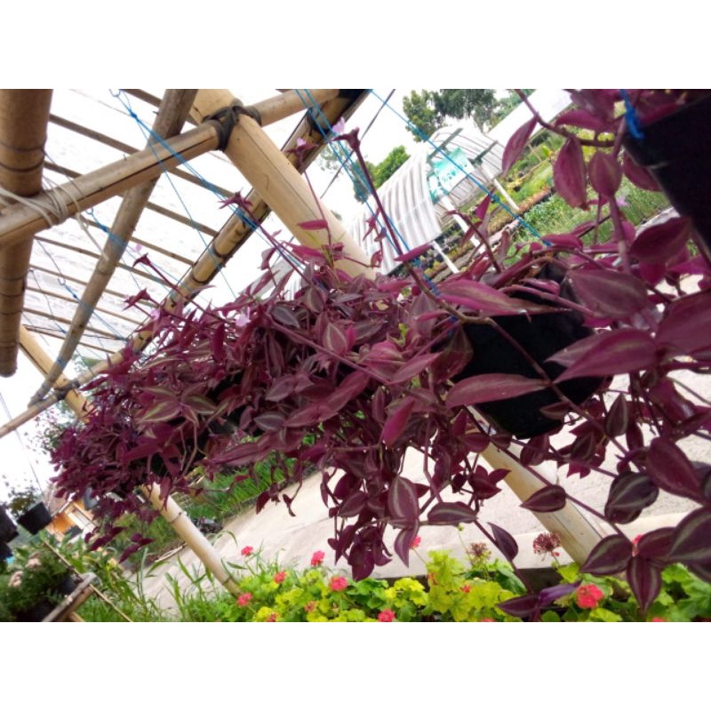 tanaman gantung gewor ungu