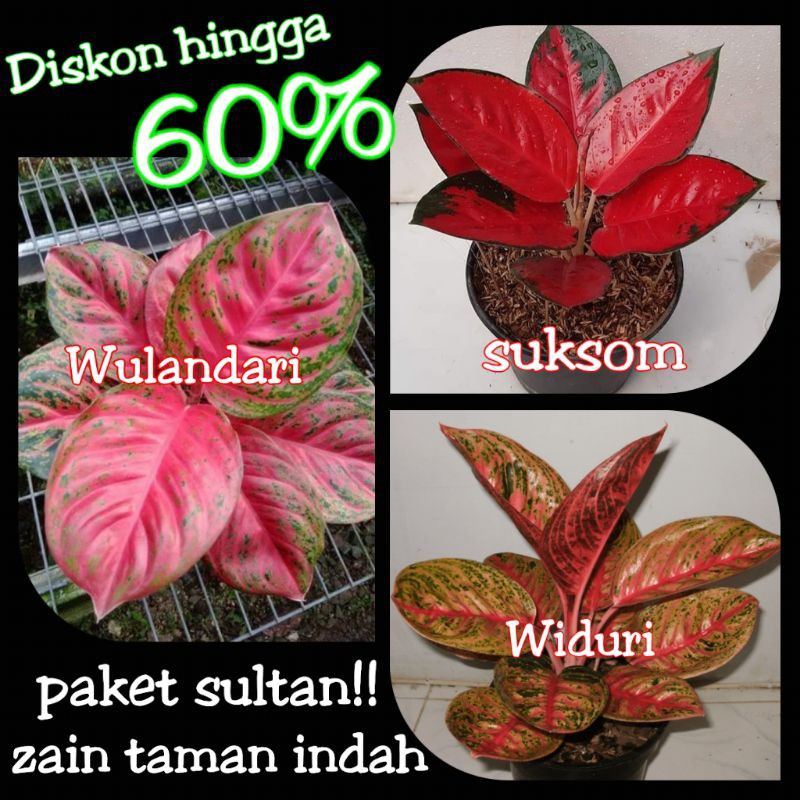 PAKET SULTAN Tanaman hias Aglaonema - suksom - Widuri - Wulandari - aglonema - aglo
