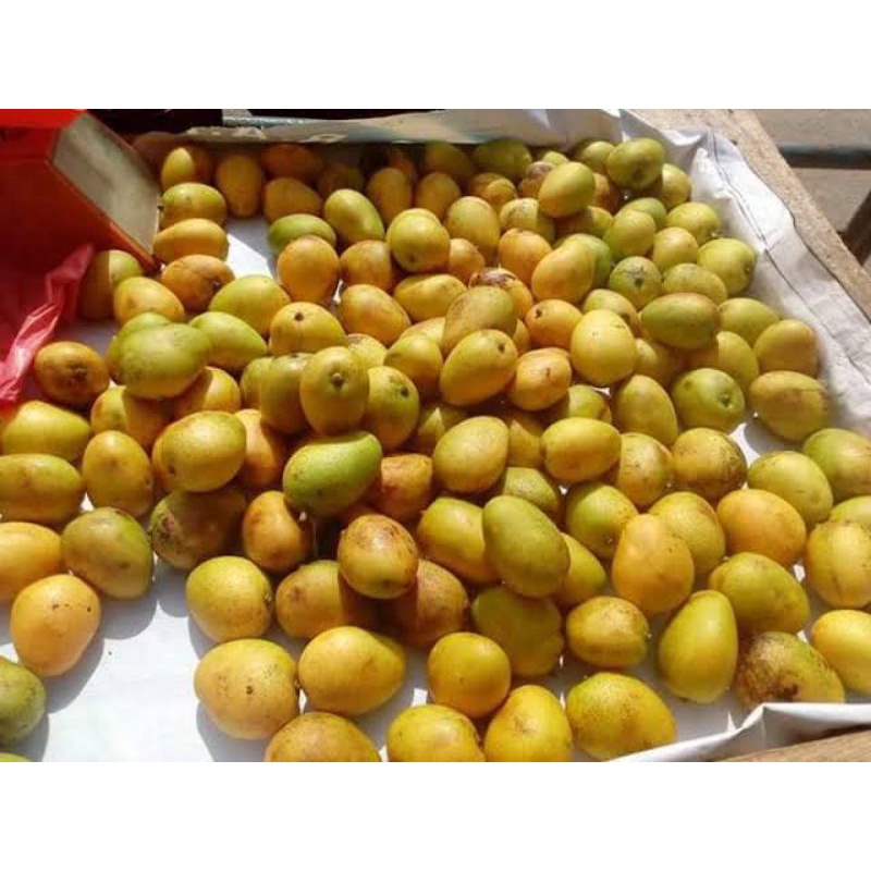 

BSM | TERMURAH Mangga Udang Segar 500gr - 1kg / Mangga Udang / Mangga Kecil