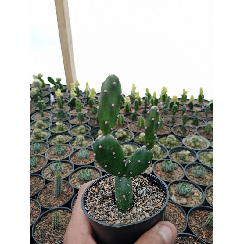 Kaktus rantai opuntia canterae