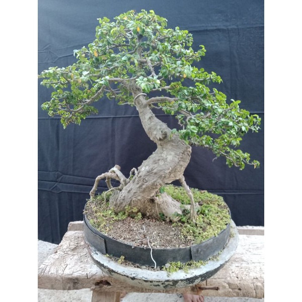 bonsai serut berkarakter siap kontes