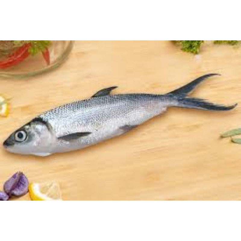 

Ikan Bandeng Premium kualitas ekspor