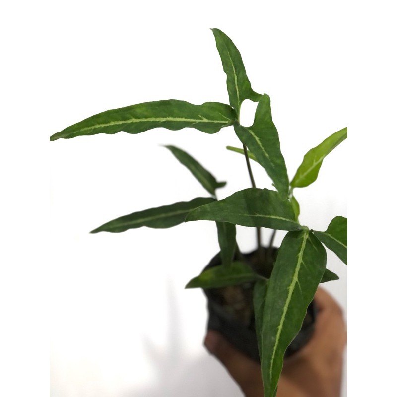 syngonium angustatum