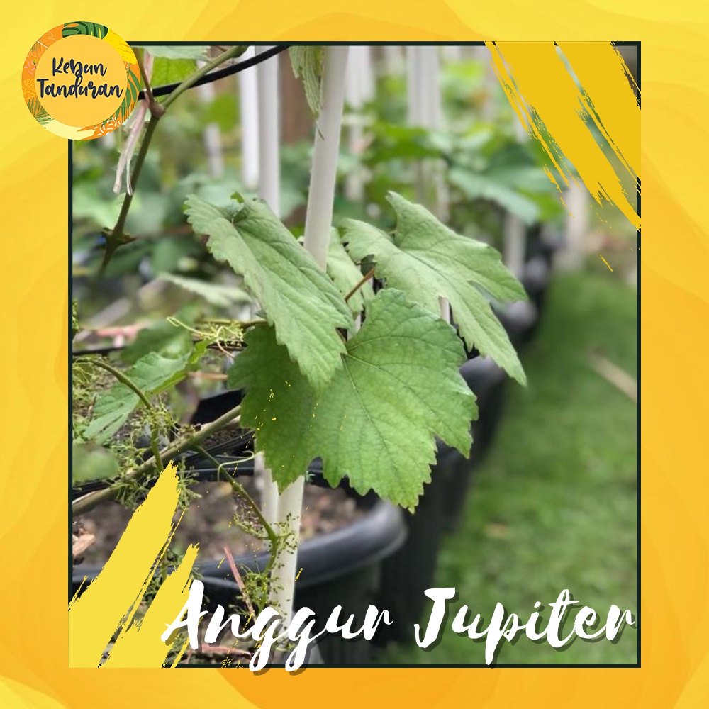 Tanaman Buah Anggur Jupiter - Bibit Buah Anggur Import Jupiter