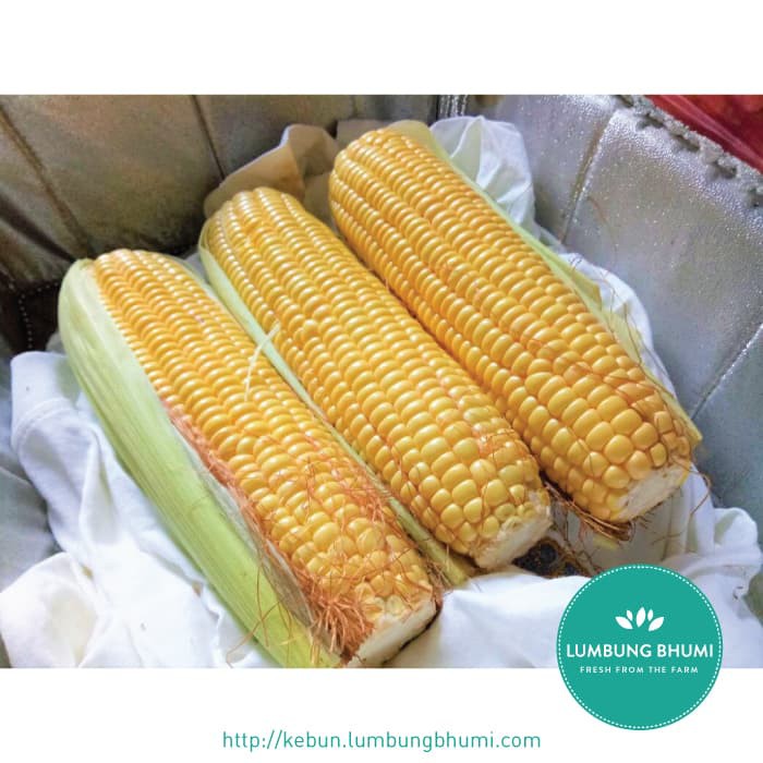 

TERBARU JAGUNG MANIS ( SAYUR - SAYURAN CURAH ) !!