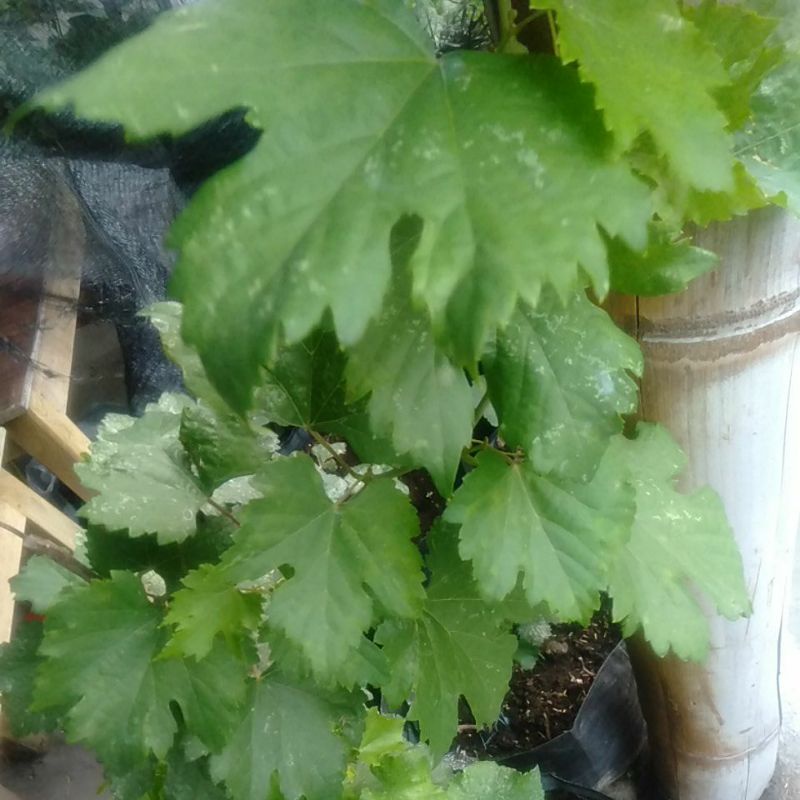 

Daun Anggur petikan segar 250gram