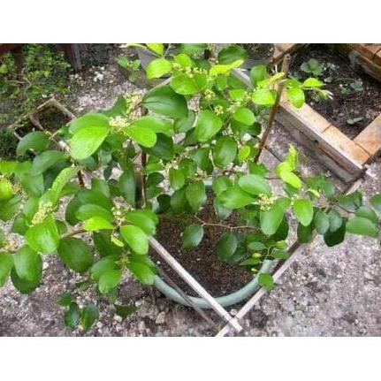 Bibit Tanaman Buah Apel putsa India