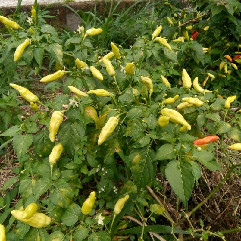 

Cabai Segar 100gr