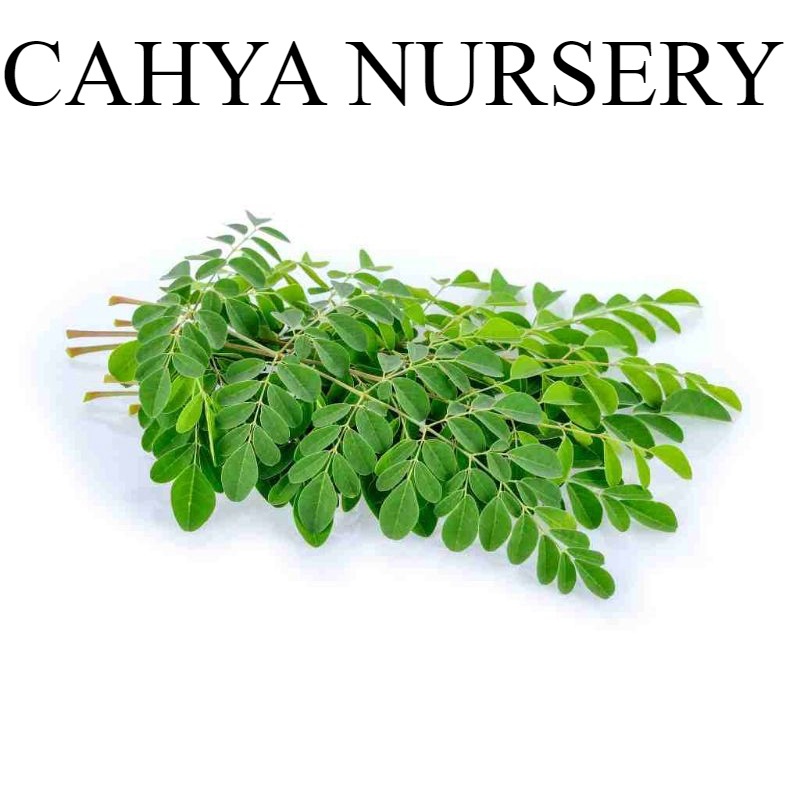 

Promo Daun kelor segar kemasan 250 gram