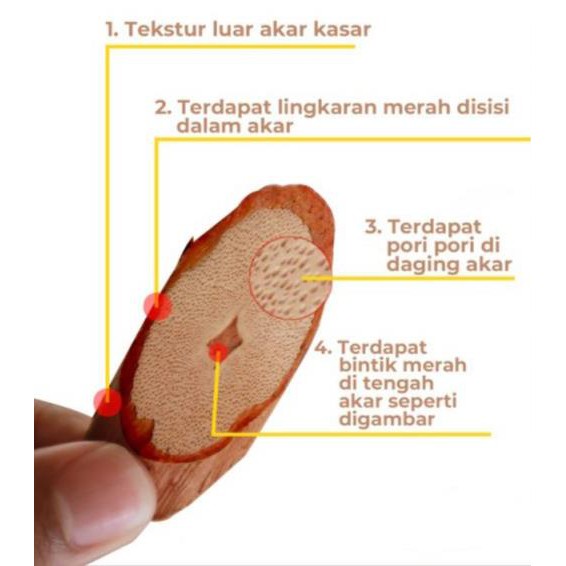 Akar Kayu Bajakah kalalawit kering Siap Seduh (100% Original) Asli Kalimantan