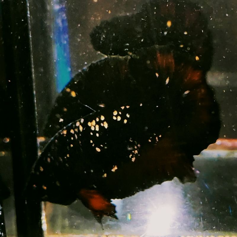 Ikan Cupang Hias Sepasang Avatar Gold Coper Top Grade A Termurah + BONUS 10 EKOR