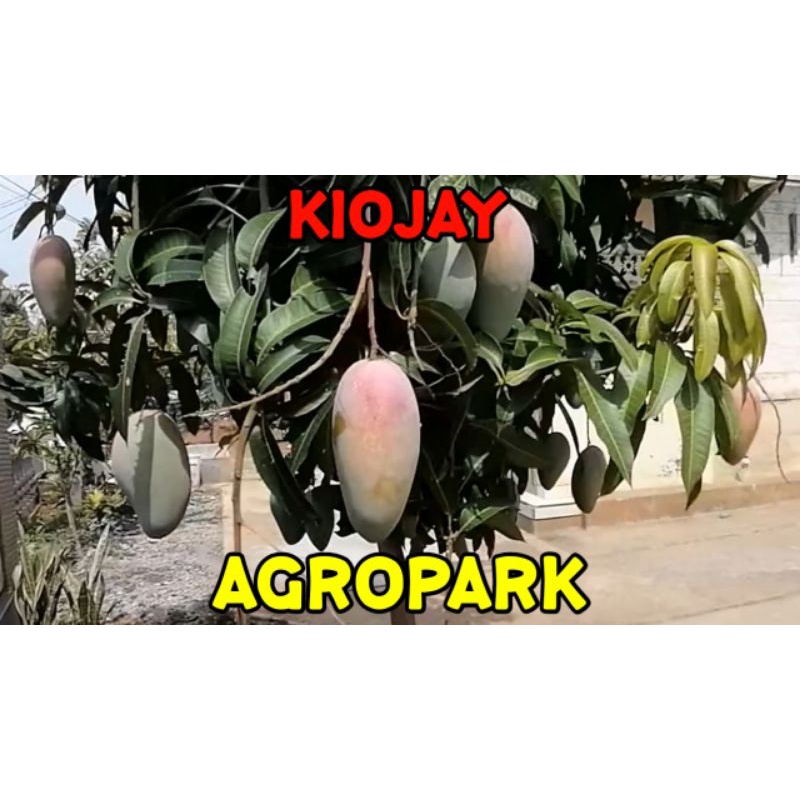 PAKET 1Kg ENTRES MANGGA KIOJAY - BISA CAMPUR JENIS LAIN