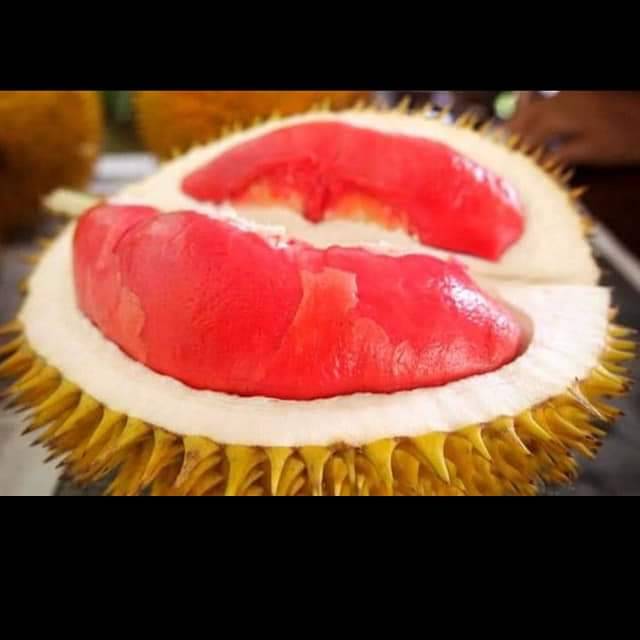 Bibit durian merah