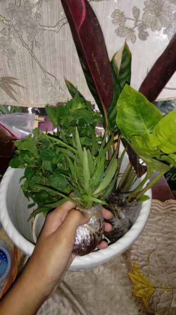 Tanaman Hias Bunga Melati Jepang