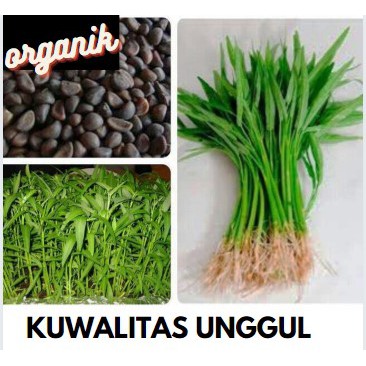 Benih Kangkung Organik Kuwalitas Unggul