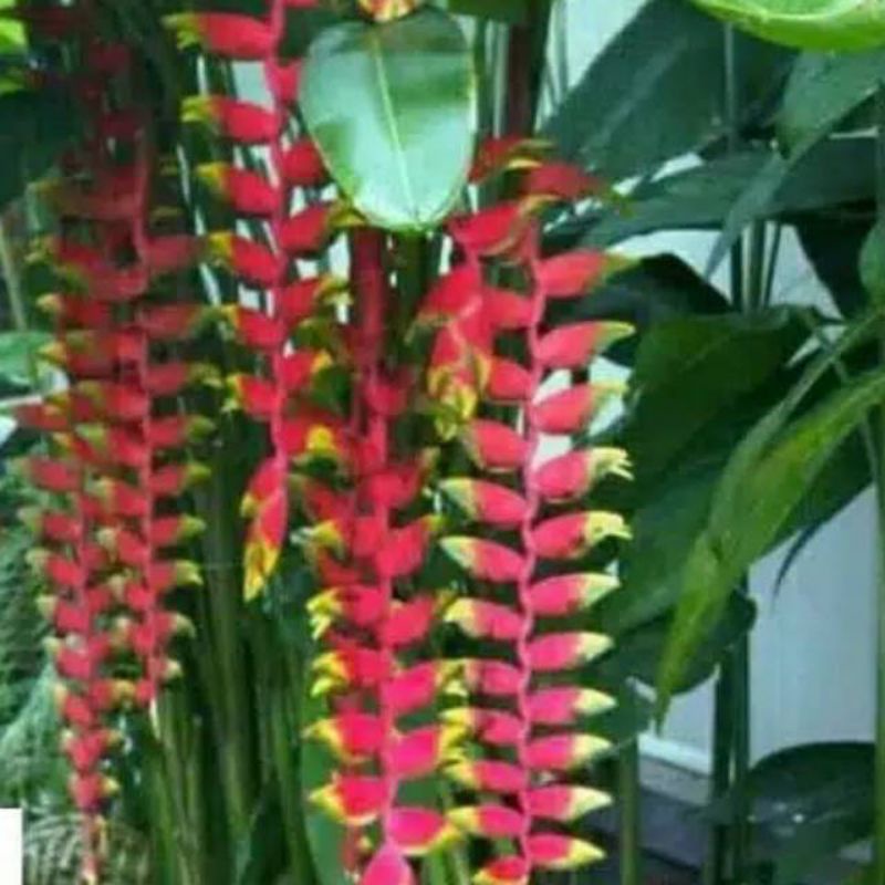 tanaman hias pisang Pisangan/pisang Betet bunga merah