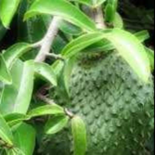 

Daun sirsak / Mandalika