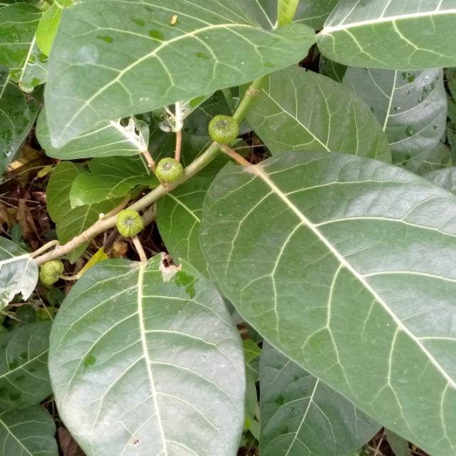 

DAUN AWAR - AWAR SEGAR