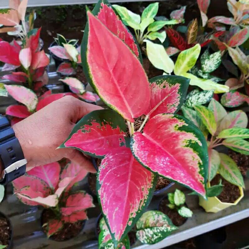 tanaman hias aglonema red majesty-aglonema red majesty-pohon aglonema red majesty-red majesty