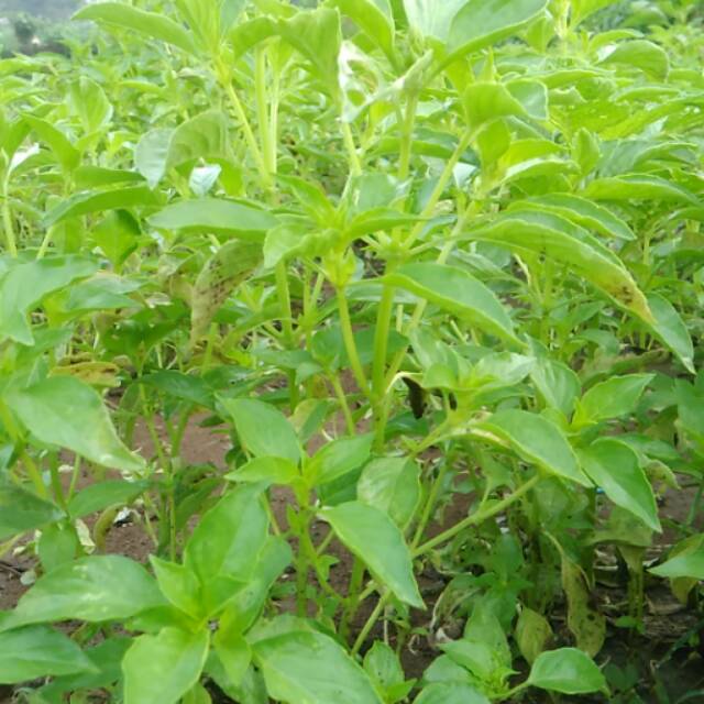 

Kemangi (lalapan) 1 bungkus 100 biji
