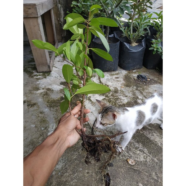 bahan bonsai beringin kimeng
