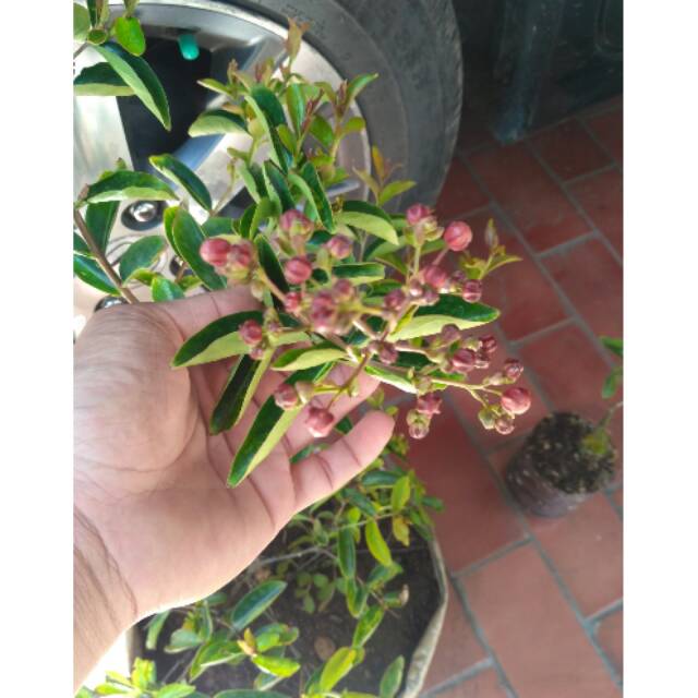 Bibit bunga Sakura